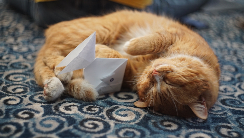 cat-with-origami